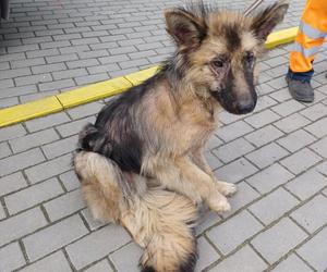 Samica, około 2 lat, trafiła do schroniska 24.04.2023, przekazana przez UG Solec Kujawski 