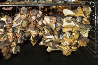 Tak powinno się prawidłowo suszyć grzyby. Sprawdzone domowe sposoby