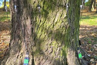 Piekary Śląskie. Miasto kupiło tomograf do prześwietlania drzew. 