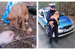 Ktoś spakował psa do reklamówki i porzucił go w lesie! Pomogli policjanci