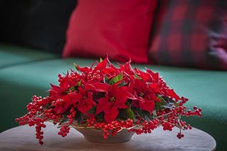 Gwiazda betlejemska – najpiękniejsze dekoracje