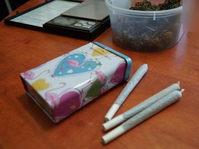 Przydomowa plantacja konopi zlikwidowana