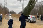 Akcja wycinania choinek w leśnictwie Grodziec