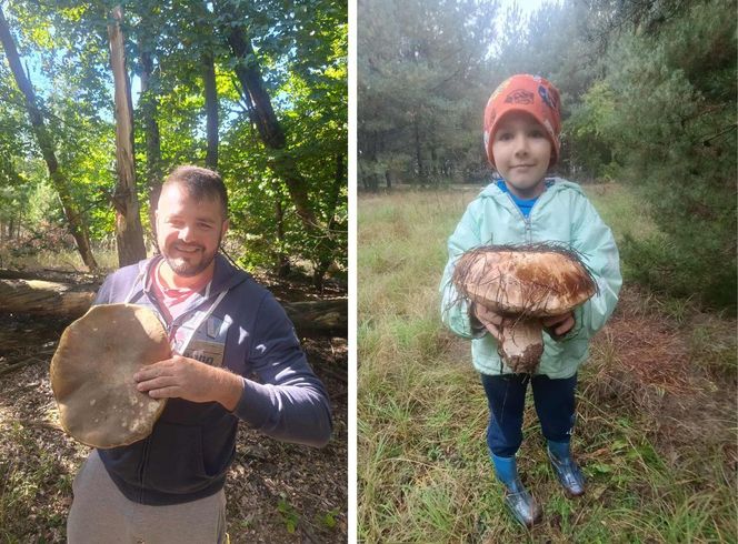 Gigantyczne grzyby w kujawsko-pomorskich lasach