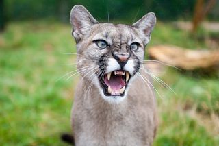 Puma zaatakowała 4-latka! Ojciec zachował się jak bohater