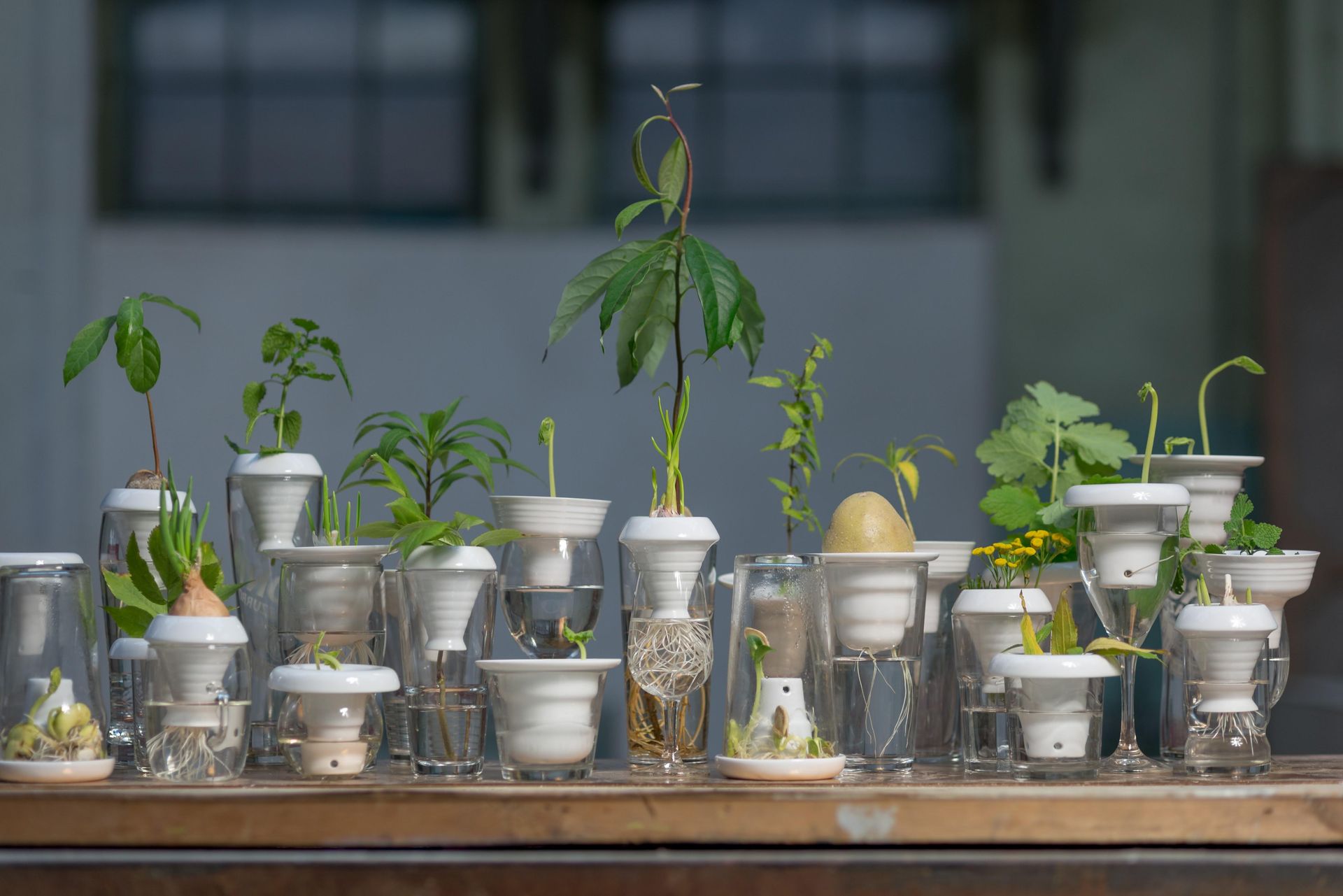 Projekt Plantacja 