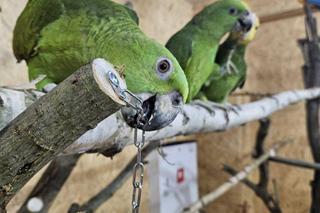 Park Papug w Krajnie