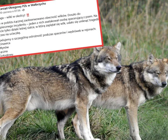 Doszło do ataków wilków. Myśliwi ostrzegają!