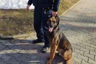 Czworonożny funkcjonariusz nie żyje. Ratował ludzkie życie