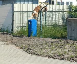 Wejherowo: Krnąbrny pies uciekł z kojca na oczach strażników miejskich. ‘Dla niego nie ma przeszkody nie do pokonania’ 