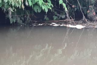 Strażacy rozciągnęli specjalną zaporę. Ma wyłapywać martwe ryby płynące z Czech