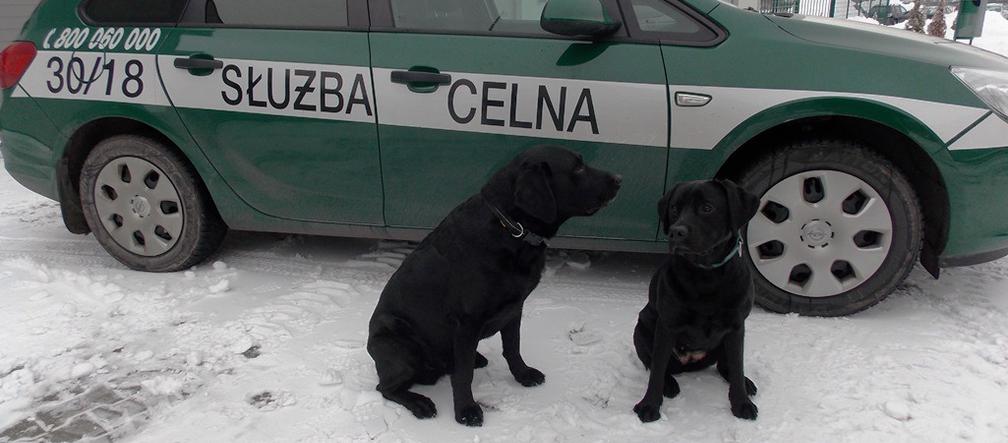 Psie nosy bronią granic Lubelszczyzny