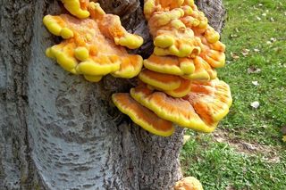 Ten grzyb smakuje jak kurczak. Polacy go pokochali 