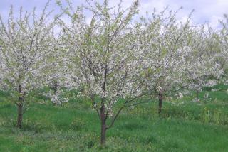 Prawidłowa pielęgnacja drzew i krzewów owocowych w przydomowym sadzie