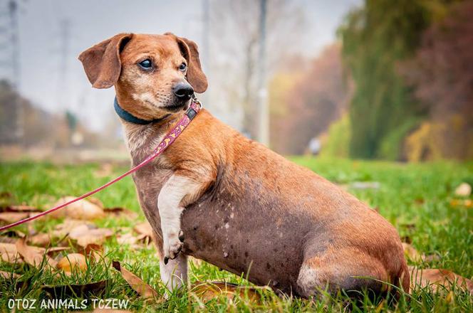 Bercik - starszy jamnik szuka domu