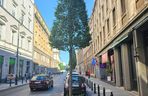 Nowe drzewa na ul. Mazowieckiej