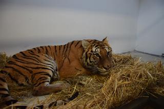 Uratowali wycieńczone tygrysy