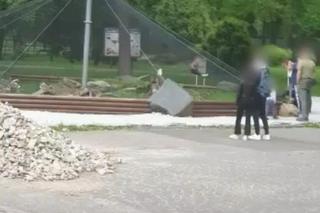 Szokujące sceny w zoo! Dziecko zjeżdżało po wybiegu, rodzice na wszystko patrzyli