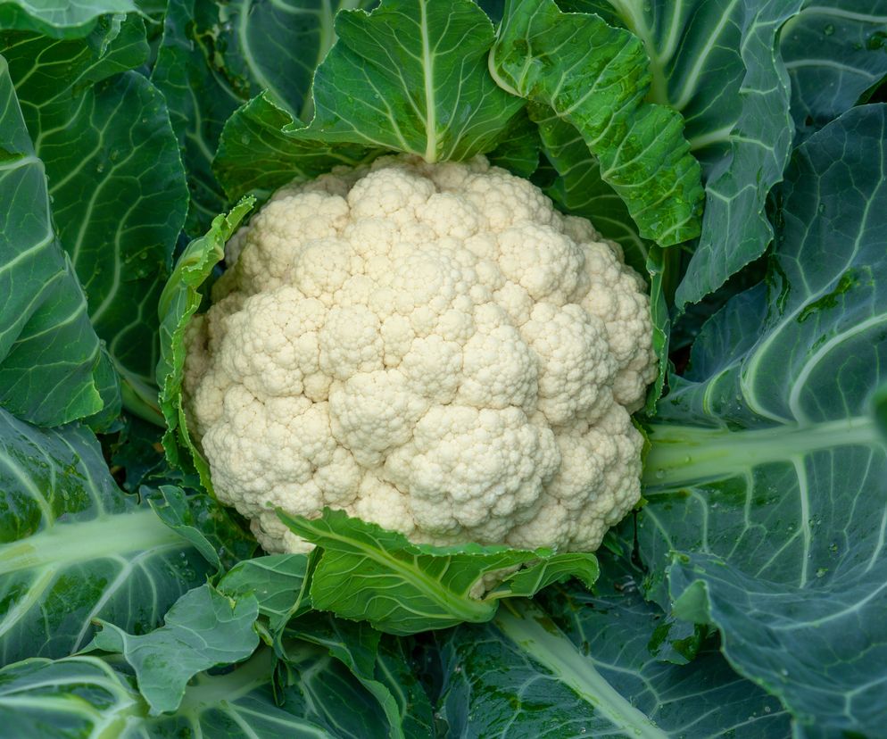 Kalafior to bardzo pożywne, a zarazem nawilżające warzywo. Jedna filiżanka (100 g) kalafiora, to więcej niż jedna czwarta wody (59 m)l oraz 3 gramy błonnika zmniejszającego apetyt. 