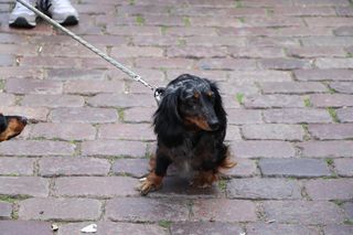 Zlot jamników w Toruniu