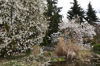 Magnolie - królowe ogrodów i skwerów 