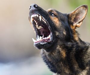 Cztery owczarki niemieckie pogryzły dziecko. Zaczęły skakać po 11-latku