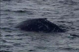 Wieloryb na Westerplatte