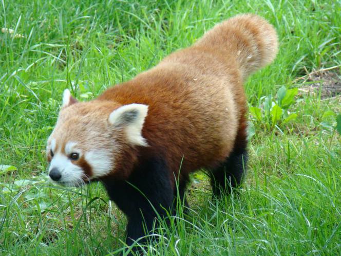Zoo w Chorzowie: pandy czerwone