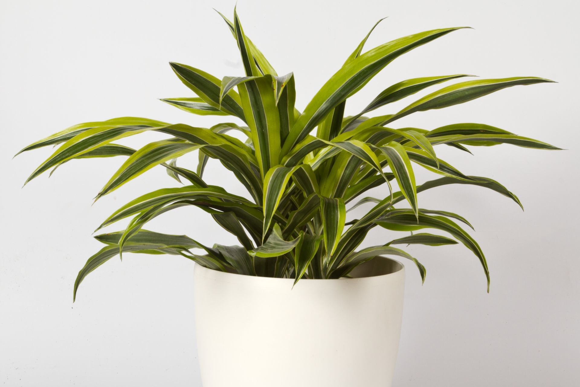 verzweigter drachenbaum Drachenbaum – Dracaena Anita 160cm – Ø31cm – Verzweigte Zimmerpflanze main image 0