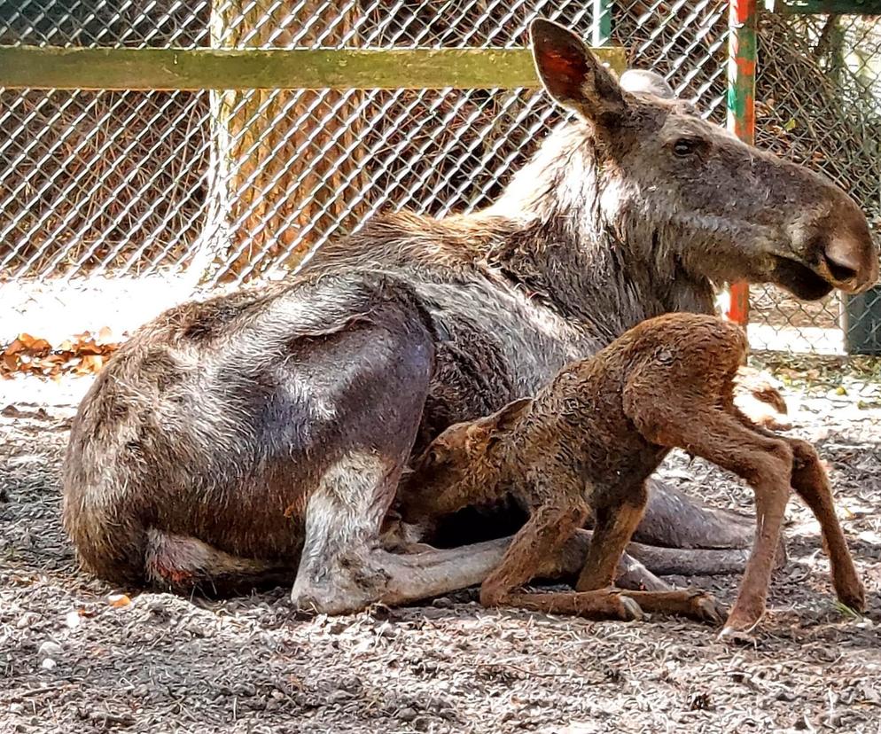 Nic słodszego dziś już nie zobaczycie. Dwa małe łosie przyszły na świat w gdańskim zoo 