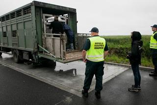 Za dużo zwierząt w jednym transporcie