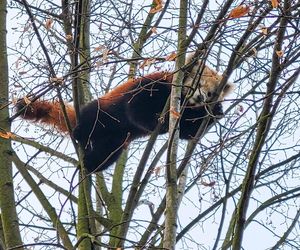 Panda uciekła z ZOO. Postawiono na nogi służby [ZDJĘCIA]