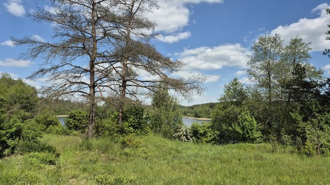 To jezioro w Olsztynie ma niezwykle czystą wodę. Jest kilka dzikich plaż, które świecą pustkami