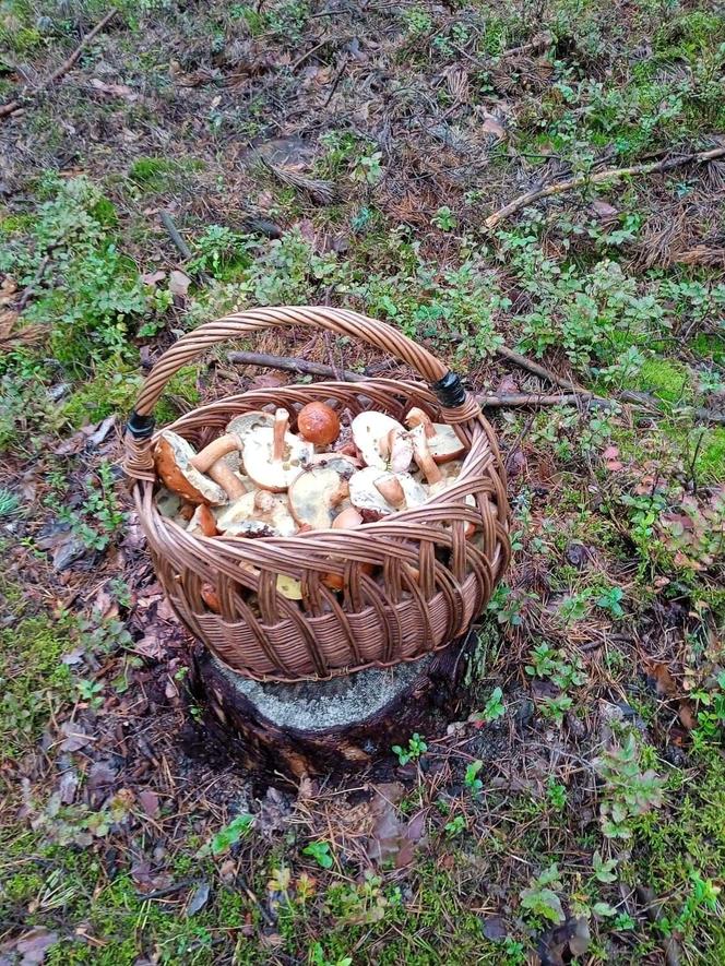 Wysyp grzybów w Janowskich Lasach! Czytelnicy chwalą się obfitymi zbiorami