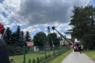 Gmina Radłów. Ognisko ptasiej grypy w Biskupicach Radłowskich