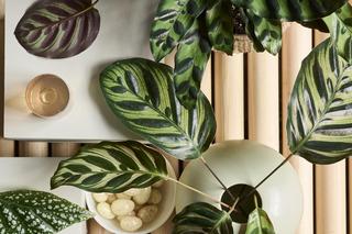 Kalatea Makoya (Calathea makoyana)