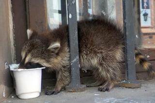 Mężczyzna męczył szopa i gołębie na Starym Mieście