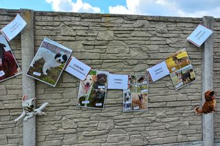 „Wszystkie psiaki nasze są” w schronisku w Henrykowie koło Leszna