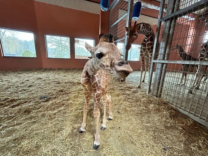 Żyrafa Lilo urodzona w chorzowskim zoo