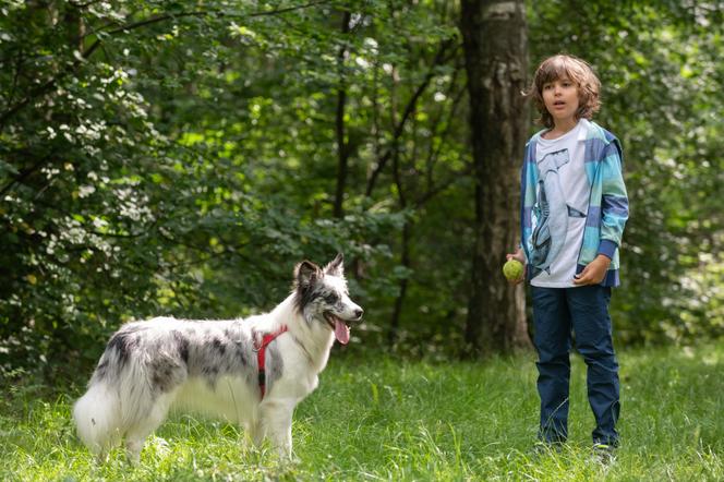 Na Wspólnej odc. 3115 - opis, streszczenie: Kajtek chce zatrzymać psa znalezionego w drodze ze szkoły