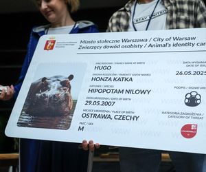 Hugo z zoo baluje! Hipopotam z Warszawy ma 18 lat i dowód osobisty