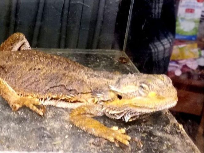 To nie był sklep zoologiczny, tylko miejsce tortur dla zwierząt. Reakcja służb