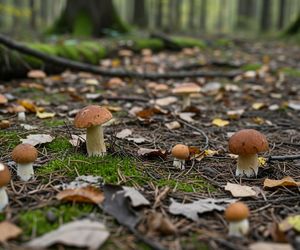 Gdzie na grzyby w Małopolsce. FungiRadar ujawnia miejsca, ale jest pewien haczyk?