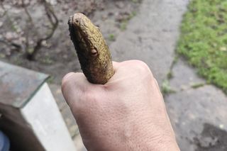 Nietypowe interwencje poznańskiej straży miejskiej
