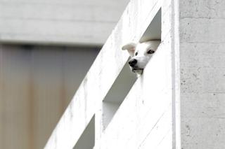 Trzymała psa na balkonie, biła miotłą i smyczą! Sąsiedzi wszystko nagrali [WIDEO]