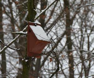 Nowe karmniki dla ptaków w Białymstoku. Sprawdź, gdzie staną! [LISTA]