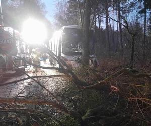 Szkolny autobus uderzył w drzewo