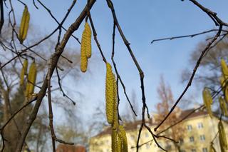 Natura budzi się do życia! W Ogrodzie Botanicznym UKW czuć już wiosnę! [ZDJĘCIA]