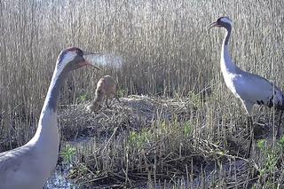 Zjadł dzieci na oczach rodziców