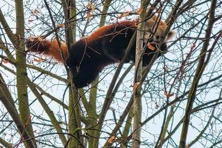 Wielka ucieczka małej pandy